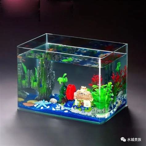 水族箱的魚|水族箱適合飼養哪些魚類？根據體積選擇魚類品種指南